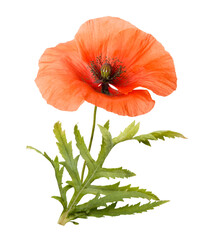 Red poppies isolated on white background. Spring or summer wild field flowers. Poppy flowers. Parts...