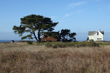 Obraz premium Mendocino bluff with house and pine tree
