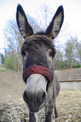 Close Up Donkey Face Portrait. Portrait of a donkey.