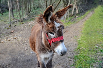 Close Up Donkey Face Portrait. Portrait of a donkey.