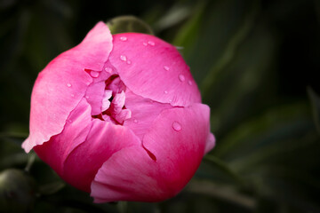 Close-up of pink peonies flowers. Beautiful peony bud flower. Spring background