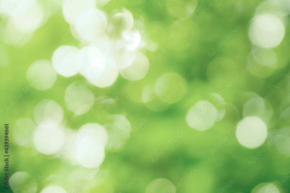 Poster blurry bokeh background of green leave with sunlight in sunny day. abstract green bokeh background o