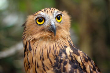 Naklejka premium Buffy fish owl also known as the Malay fish owl