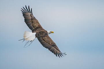 American Bald Eagle inflight