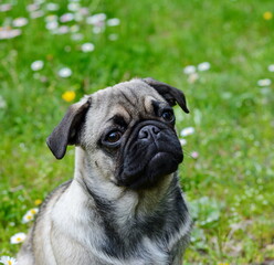 Fototapeta premium Healthy purebred dog photographed outdoors in the nature on a sunny day. Puppy pug dog. Puppy mops.