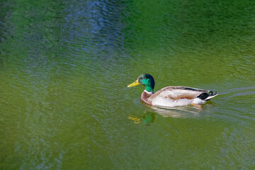 A mallard duck, bird swimming on the Vincennes lake, with reflection of the trees