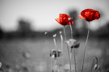 Selective color beautiful poppies on black and white background. Red poppies against black and white background, artistic love romance floral background. Abstract nature scenery