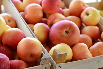 Apples on the market. Fresh organic red apples from the local farmers market. Apples background background texture seasoning Apples for sale. 