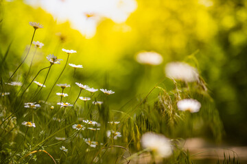 Beautiful field meadow flowers chamomile, soft green blue in morning light pastel colors, nature...