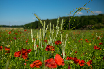 Landscape view of a crop field, with bright red poppies in the foreground, shot in Fribourg, Switzerland