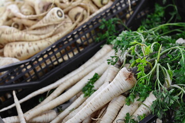 Parsnip full frame background root vegetable. Parsnips. Cooking ingredients from a farmers markets, Fresh Fruits and vegetables. Classic ingredients and garnishes used in restaurant cooking.