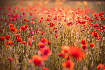 Fototapeta na wymiar Stunning red poppies in summer flower field sunny scenery closeup. Sun rays beams blurred bokeh forest trees. Nature flower landscape, blooming floral view. Beautiful garden meadow horizon bright calm