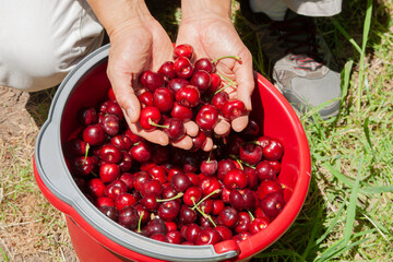 Male hands holding ripe cherries above red bucket full of berries.