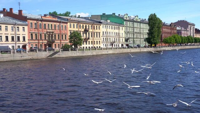 4k video. Seagulls fly over the river in St. Petersburg against the backdrop of beautiful historical buildings on the embankment in summer. Saint Petersburg, Russia - 12 June 2021