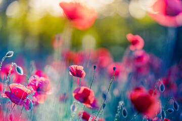 Art abstract spring summer background with fresh green meadow flowers, red poppy floral nature closeup. Relax, calmness inspirational nature landscape. Dreamlike amazing flowers soft blurred scenery