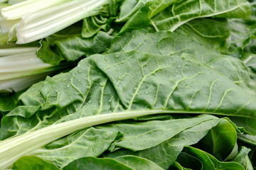 Chard. Mangold Beta vulgaris. Biennial herb, a subspecies of common beet. Fortified green lettuce leaves. Vegetarian or healthy food. Washed chard. 