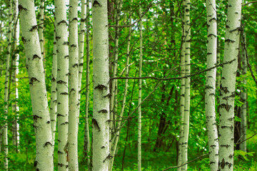 Fototapeta na wymiar Trunks of birches