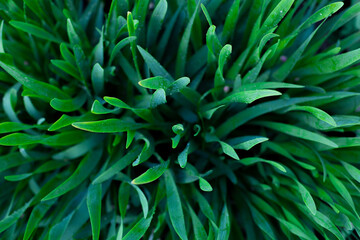 Naklejka na ściany i meble Long fresh allium leaves top view as plant background