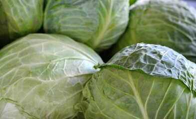 Fototapeta premium Cabbage on the market background. Fresh cabbage from farm field. Close up macro view of green cabbages. Vegetarian food concept. Brassica oleracea 