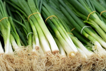 Young onions on the market. Green onion leaves on the market.