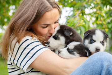 Naklejka na ściany i meble Woman holding three wonderful purebred husky puppies in her hands outdoors. A woman huging husky puppies