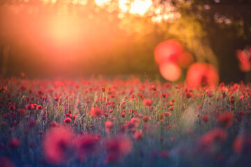 Fototapeta na wymiar Stunning red poppies in summer flower field sunny scenery closeup. Sun rays beams blurred bokeh forest trees. Nature flower landscape, blooming floral view. Beautiful garden meadow horizon bright calm