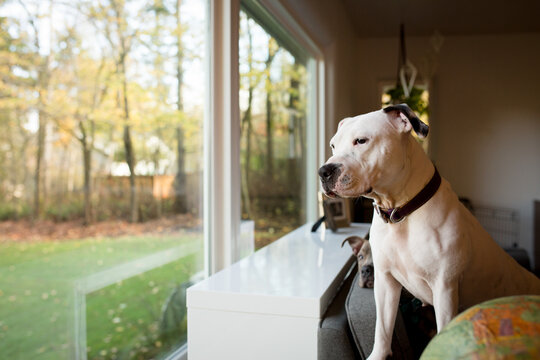 Pitbull looks out window