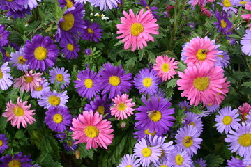 Asters in bloom for seed production