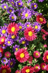 Asters in bloom for seed production