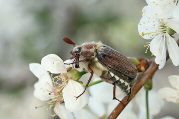 Male Cockchafer, ( Melolonta ) , also known as the may beetle. A beetle sits on a flower apple tree. 