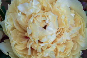 A closeup photo of a lemon chiffon peony flower
