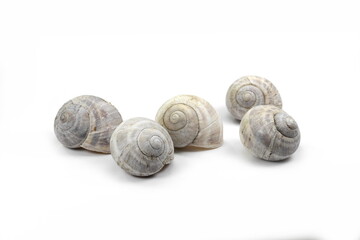 snail shells isolated on white background