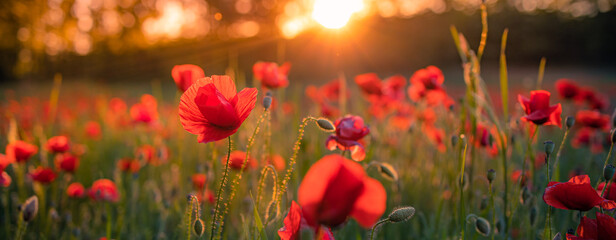 Spring summer green meadow field panorama. Red poppy close-up macro panoramic landscape view with sunset light. Inspirational bright calm nature flowers and blurred forest trees, artistic beautiful