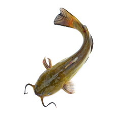 Brown bullhead or black bullhead catfish, Ameiurus melas isolated on white background.