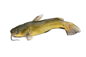 Brown bullhead or black bullhead catfish, Ameiurus melas isolated on white background.