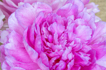 A closeup photo of a pink peony flower