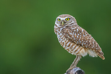 Burrowing Owl