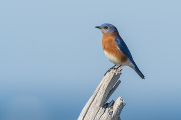Bluebird