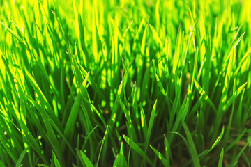 Fototapeta na wymiar young green grass grows in the open field in the garden. Seedling greenery close-up. Lawn in macro.
