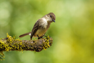 Eastern Phoebe