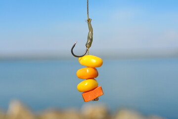 Corn on the hook, fishing bait. close-up.  Boiled corn on carp fishing hook.