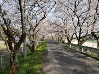Obraz premium Cherry blossom road