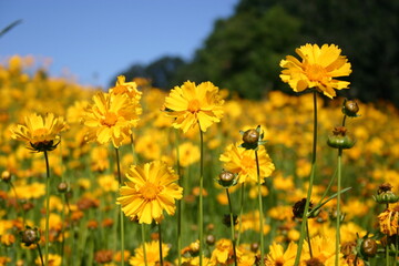 Obraz premium Coreopsis seed production field