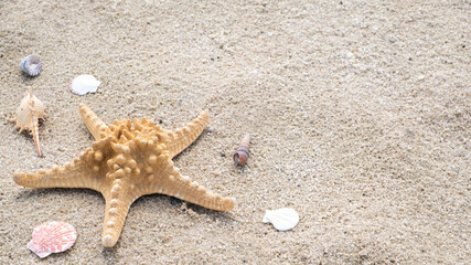 Seashells and sea star on a sandy beach. Copy space