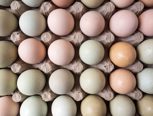 huevos criollos coloridos