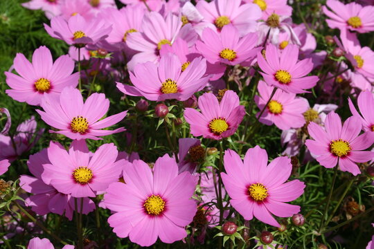 Cosmos flower fields for seed production
