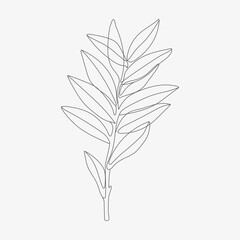 Tropic leaf monoline vector illustration.  