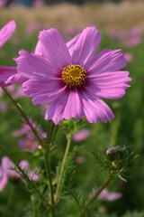 Obraz premium Cosmos seed production fields