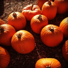 Orange Pumpkins waiting for the Fall Halloween Thanksgiving holiday season. 