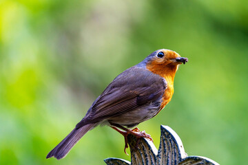 Rotkehlchen mit Insekt im Schnabel